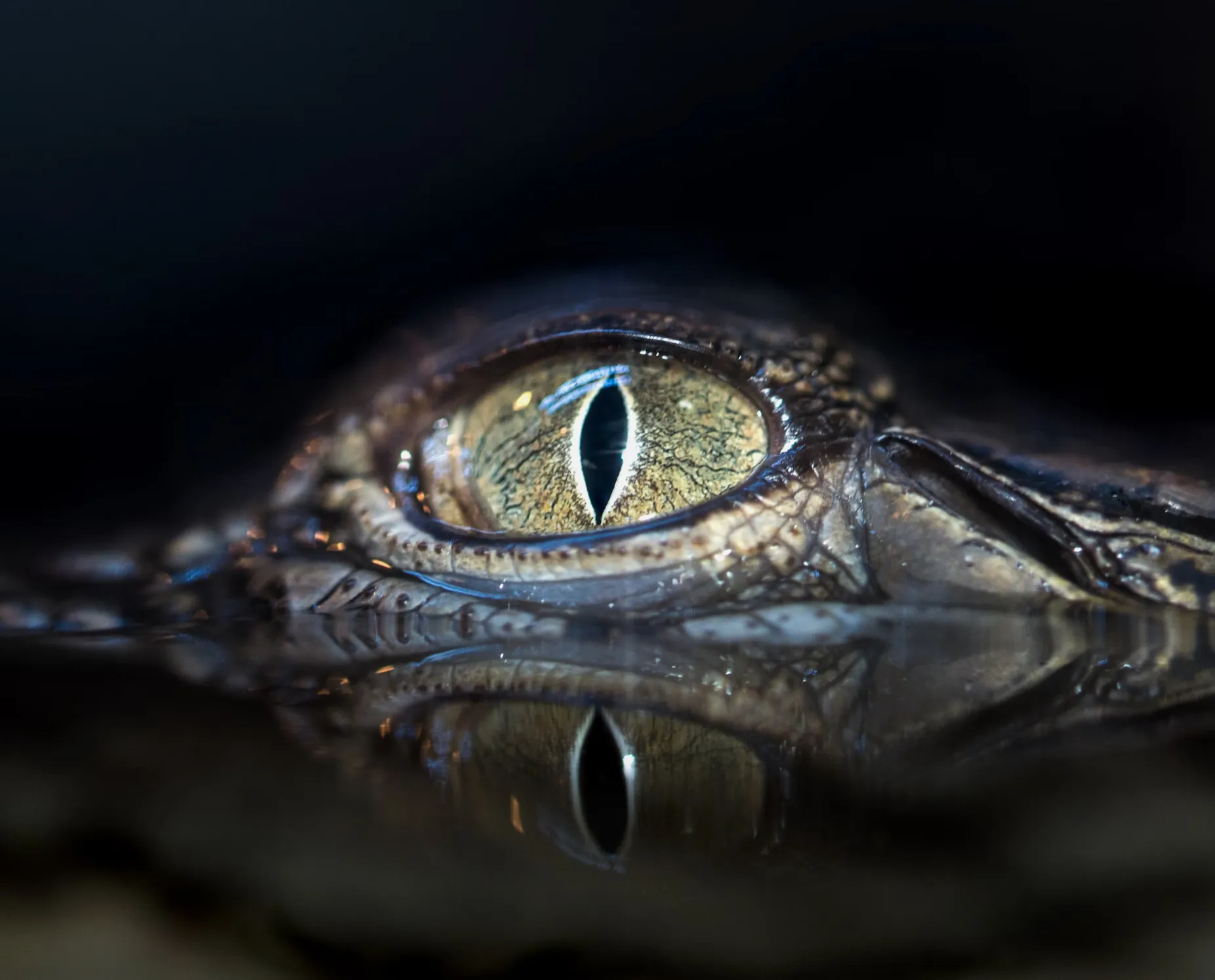 See what others miss